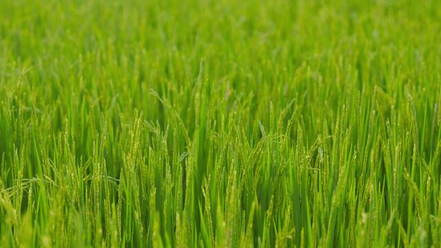 Close up of green paddy rice stalks and yellowish grain heads swaying gently in the breeze.
