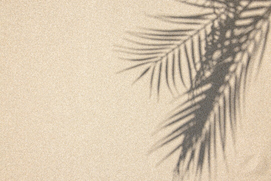 砂にヤシの葉影