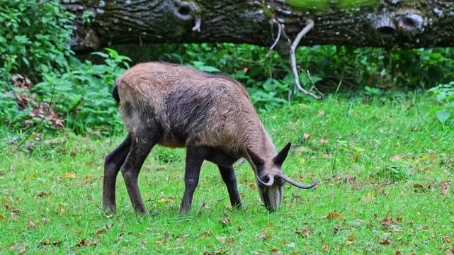 Apennine chamois, Rupicapra pyrenaica ornata, is living in the Abruzzo-Lazio-Molise National Park in Italy and the Pyrenees in Spain