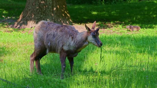 Apennine chamois, Rupicapra pyrenaica ornata, is living in the Abruzzo-Lazio-Molise National Park in Italy and the Pyrenees in Spain
