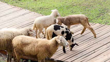 Fototapeta premium Flock of Sheep Walking Across a Wooden Pathway in Byron Bay