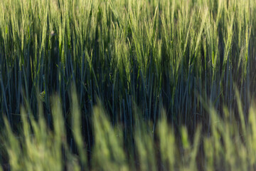 Obraz premium abstract background of green wheat