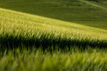 Obraz premium abstract background of green wheat