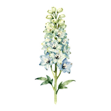 Beautiful blue delphinium flower botanical illustration