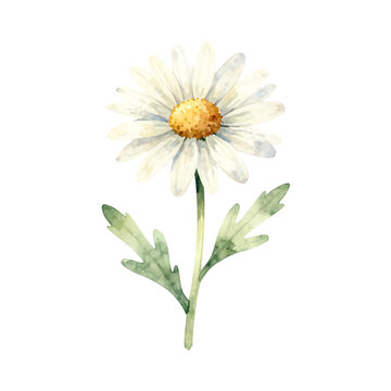 Single white daisy flower with green leaves watercolor