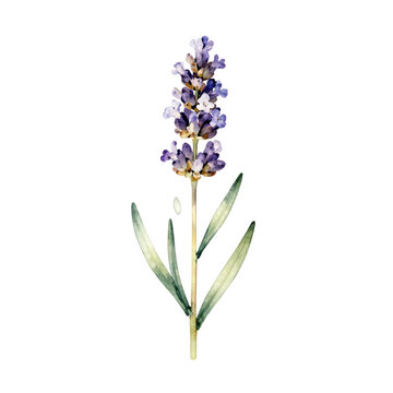Single purple lavender flower stem illustration
