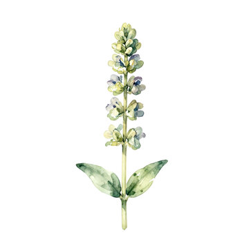 Watercolor illustration of a single green sage herb plant