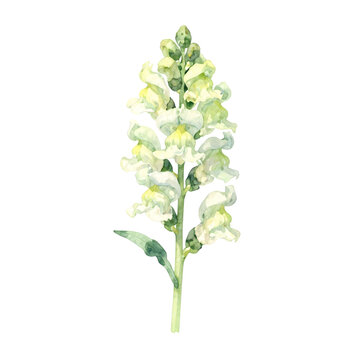 Single yellow snapdragon flower stem botanical illustration