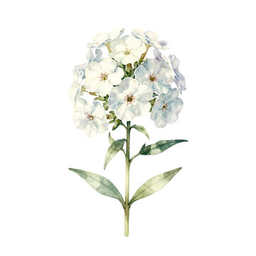 Beautiful white phlox flower watercolor illustration
