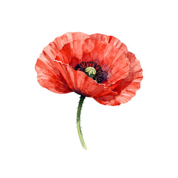 Beautiful single red poppy flower illustration