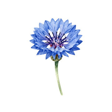Single beautiful blue cornflower blossom with green stem