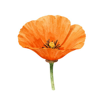 Single orange poppy flower illustration