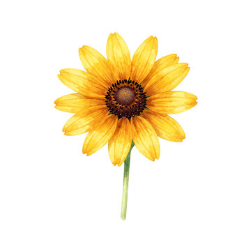 Beautiful single yellow sunflower flower illustration