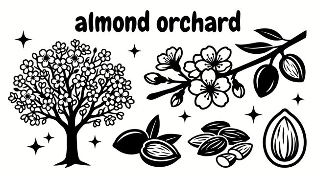 ripe almonds growing in a productive orchard with healthy almond trees fertile agricultural landscape blooming branches harvest season and sustainable farming environment