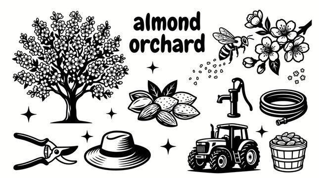 ripe almonds growing in a productive orchard with healthy almond trees fertile agricultural landscape blooming branches harvest season and sustainable farming environment