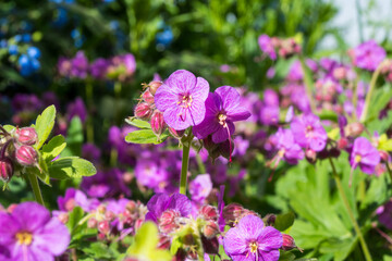 Fototapeta premium Close-up of pink geranium flowers with a blurred blue flower background. Great for garden macro photography, spring color themes, and botanical art.