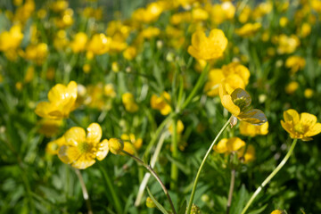 Fototapeta premium Horizontal close-up of a yellow buttercup flower with water drops.