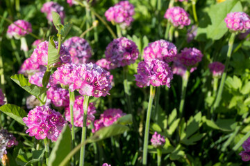 Fototapeta premium Close-up of pink Armeria flowers in full bloom with yellow stamens. Great for spring garden photography, pollinator garden themes, and colorful botanical backgrounds.