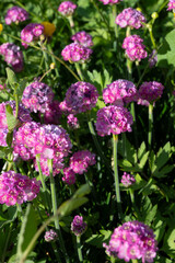 Obraz premium Vertical close-up of pink Armeria flowers with yellow stamens. Great for vertical botanical art, spring garden textures, and delicate floral backgrounds.