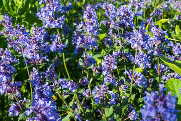 Obraz premium Close-up of a dense patch of purple Nepeta flowers with green leaves. Great for herb garden photography, pollinator garden themes, and colorful botanical backgrounds.