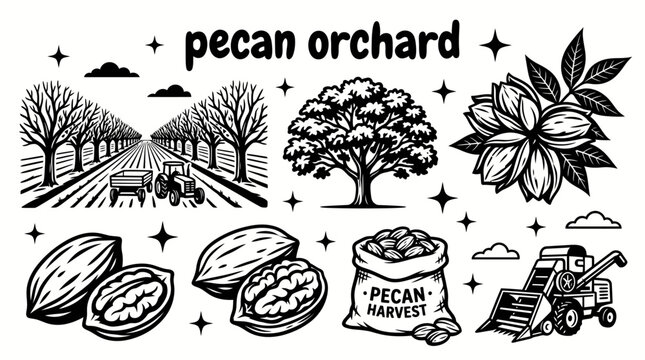 healthy pecan trees growing in a spacious orchard with fertile agricultural land harvest season countryside scenery and sustainable farming environment