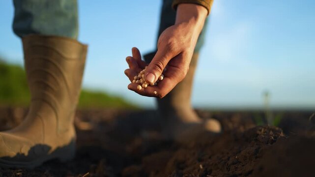 agronomist working on agribusiness plantation. agribusiness practices by farmer. Farmer dedication to plantation work. Agribusiness cultivation farmer action. Farmer nurturing agribusiness plantation.