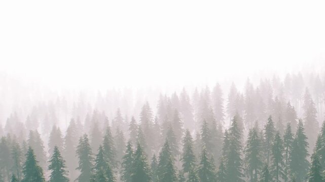 Fog shrouds a dense forest of tall trees in early morning light. The scene shows layers of tree tops disappearing into the mist, creating an atmosphere of mystery and beauty.