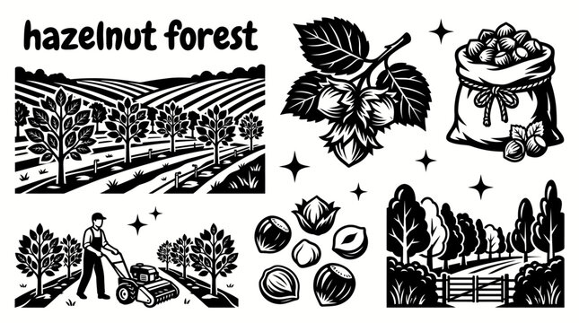 hazelnut trees growing across a peaceful forest plantation with fertile soil harvest season natural agricultural landscape and sustainable orchard cultivation for commercial