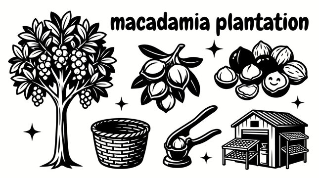 macadamia trees growing across a tropical plantation with fertile farmland harvest season botanical landscape and sustainable orchard cultivation for commercial