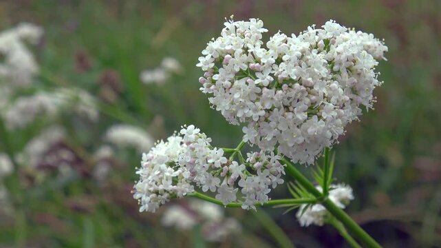Close-up footage of white setwell flowers