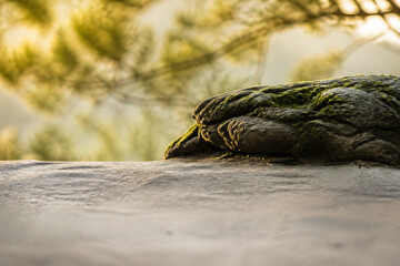 Fototapeta premium A close-up of a mossy rock in the foreground against a blurred, sunlit background of green foliage.