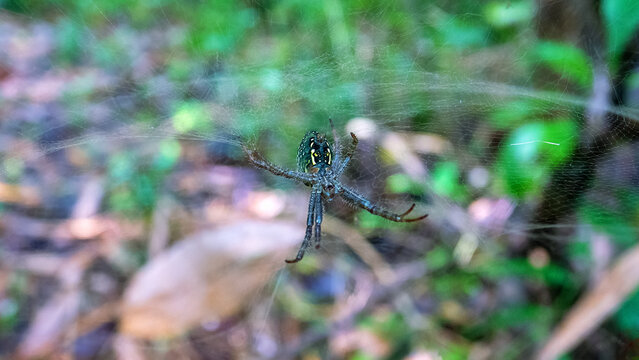 Big probably Argiope tropical spiders in a sac-like net in the rain forest of Ternate Island, Indonesia