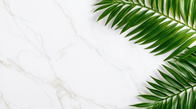 Green palm leaves on sleek white marble background