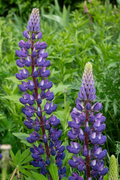 Vertical view of two tall purple lupine flower spikes in sharp focus against a soft green background. Perfect for botanical wallpapers, garden blogs, and nature art.