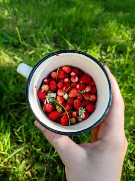 A cup of ripe red wild strawberries held above green grass
