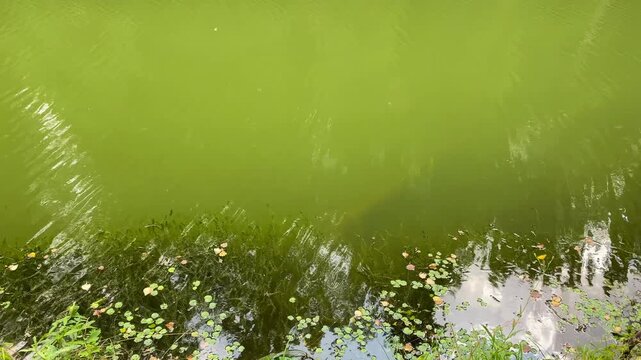Green Pond Surface with Aquatic Plants.