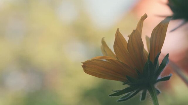 Smoke drifting through a yellow Rudbeckia flower in warm golden light, slow motion, creative nature