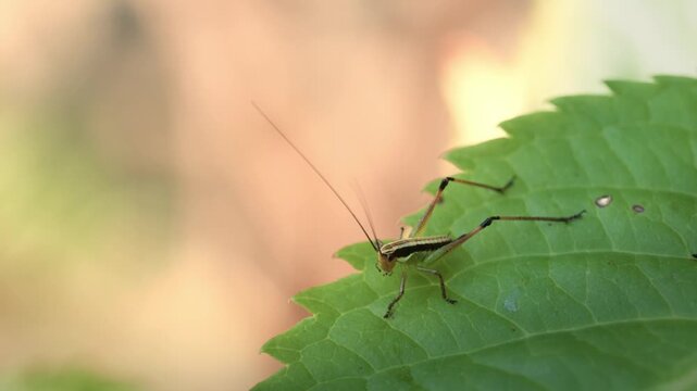 Bush-cricket grooming itself on a backlit leaf in early morning light, slow motion, Bulgaria