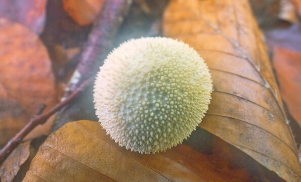 The smoke-ball (Calvatio gen.) sprouted in the beech forest when the trees shed their leaves. Crimea