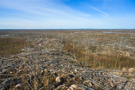 Wide barren forest landscape showing aftermath of wildfire and deforestation under clear blue sky.