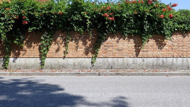 Boundary brick wall with a bignonia plant with red flowers on top. Concrete sidewalk and street in front. Background for copy space