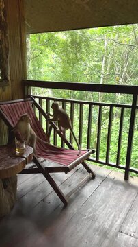 Monkeys trying to drink water from a glass kept in the balcony of a tree house in a resort