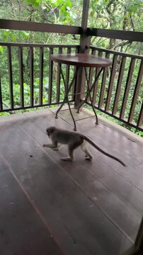 A scared monkey scratching the floor of the balcony of a tree house of a resort