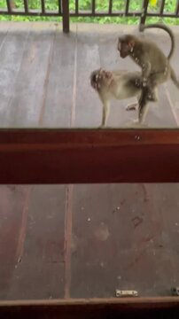 Monkeys mating in the balcony of a tree house of a resort