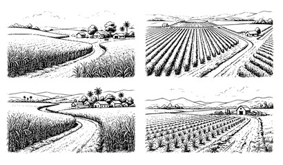 Vintage Sugar Cane Farm Engraving Vector Collection © MDNOYON