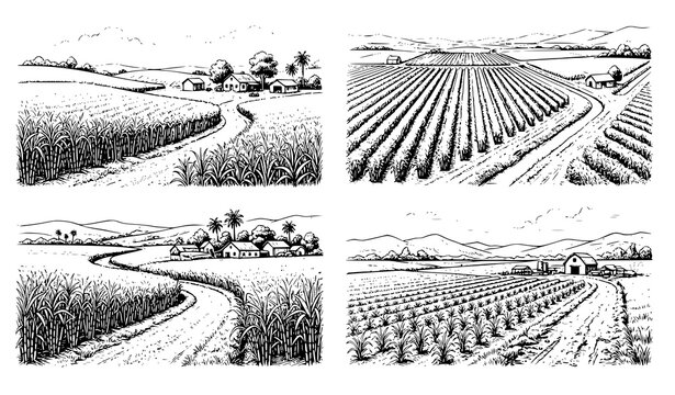 Vintage Sugar Cane Farm Engraving Vector Collection