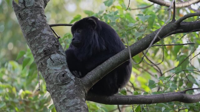 Adult male black howler monkey sits quietly on a tree branch surrounded by dense foliage in the Ibera Wetlands of Argentina, with slight movement and direct gaze toward the camera.