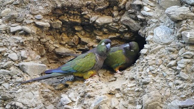 Two burrowing parakeets huddle at the entrance of their nest in a rocky cliff face, with subtle head movements and close interaction between the bonded pair.