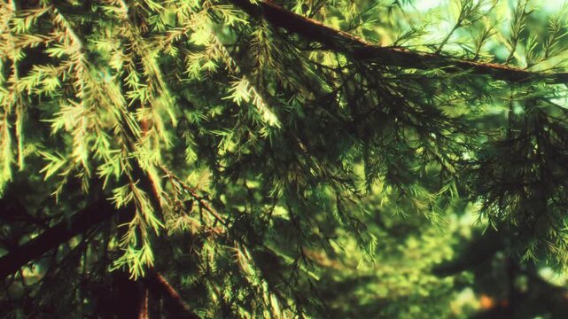 Light shines through green branches of trees in a forest. The scene shows a close up view of leaves and the natural beauty of the woodland. It is daytime and the sun is bright.