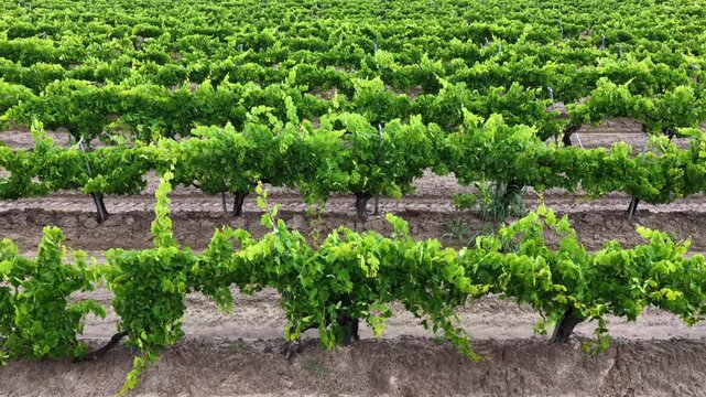 Trellised grapevine rows stretch in neat parallel lines across rich Central Valley soil near Fresno, their lush green canopy forming repeating pattern. California, USA. Aerial drone lateral shot.